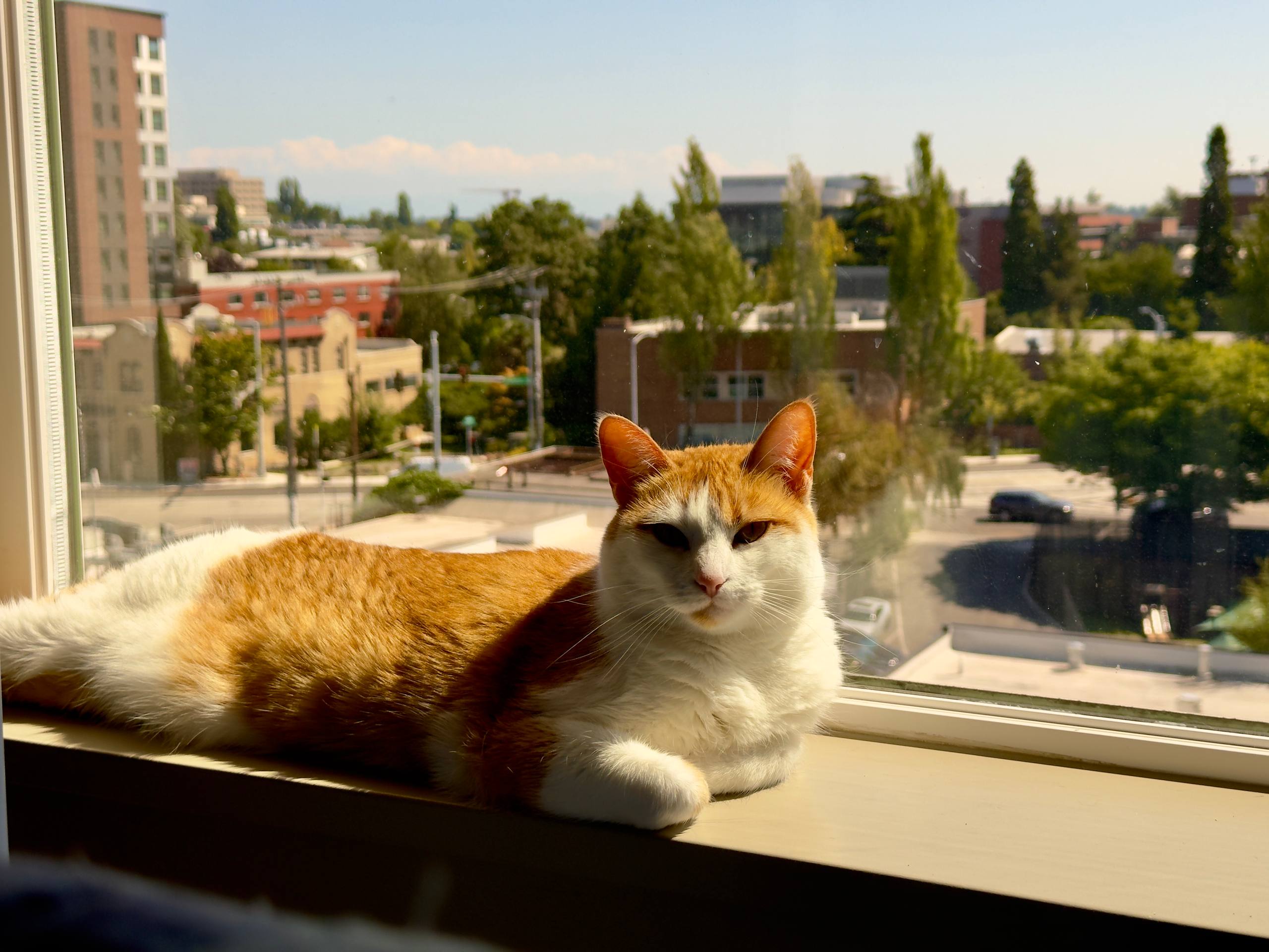 cat
